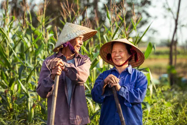 Smiling old Vietnamese couple on a farm with conical hats (non la)