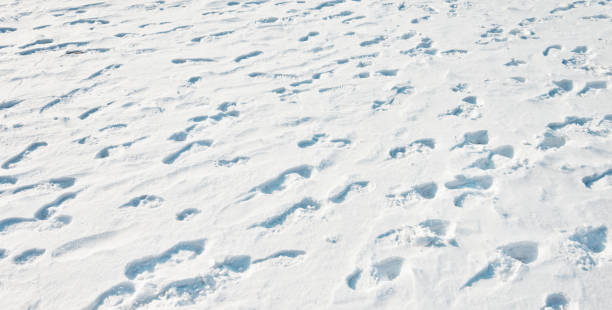 istock Footprints in the snow field 1219477418