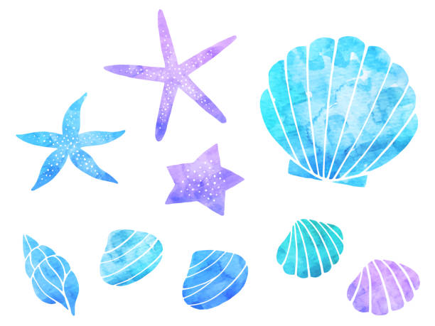 illustrazioni stock, clip art, cartoni animati e icone di tendenza di set di illustrazioni in stile acquerello (molluschi, stelle marine) - conchiglia