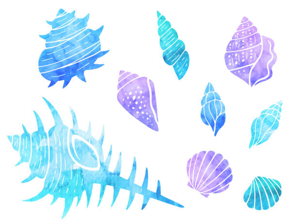 illustrations, cliparts, dessins animés et icônes de ensemble d’illustration de style aquarelle (conque, coquillages) - vacations nature shell snail