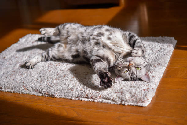 Cat sunbathing on the rug Cat's favorite rug mat preening stock pictures, royalty-free photos & images