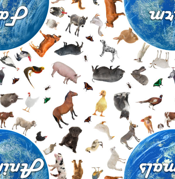 istock pattern of farm animals isolated on white 1219481906