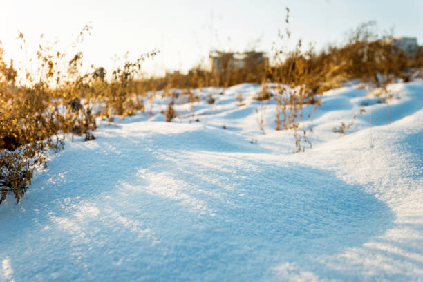 Dry grasses on the snow.