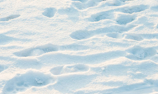A trail of footprints in the snow