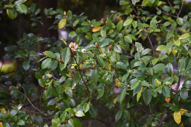 michelia figo (banana bush) flores / magnoliaceae arbusto sempre verde. - evergreen magnolia - fotografias e filmes do acervo