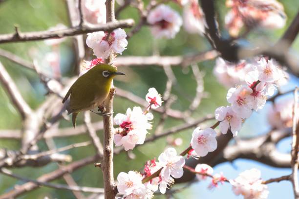 istock White Eye Bird on White Plum blossom tree in Japan 1219484389