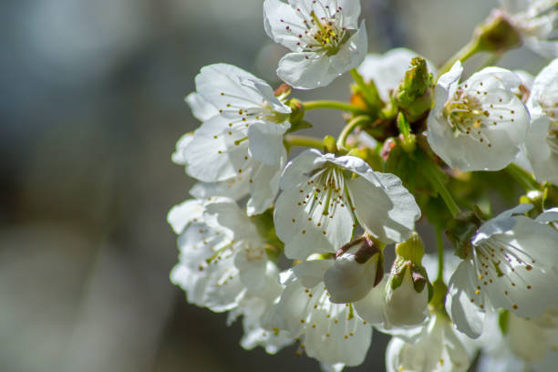 istock Fruit tree blossom, white tender flowers in spring on blue sky, selective focus, seasonal nature flora 1219484442
