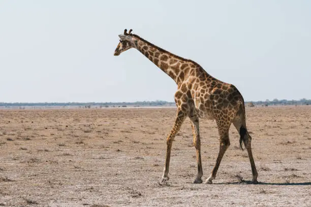 Female Angolan Giraffe Walking in Dry, Arid Plain of Etosha Pan National Park, Namibia, Africa