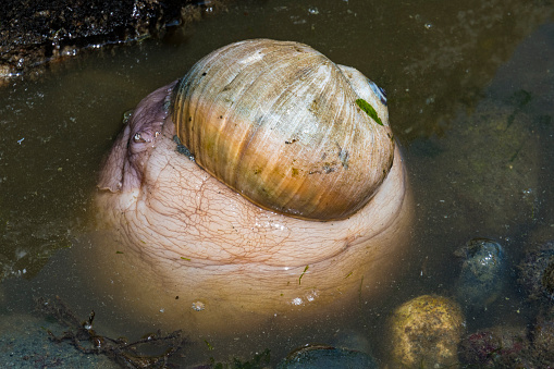 Huge snail in the water, beach
