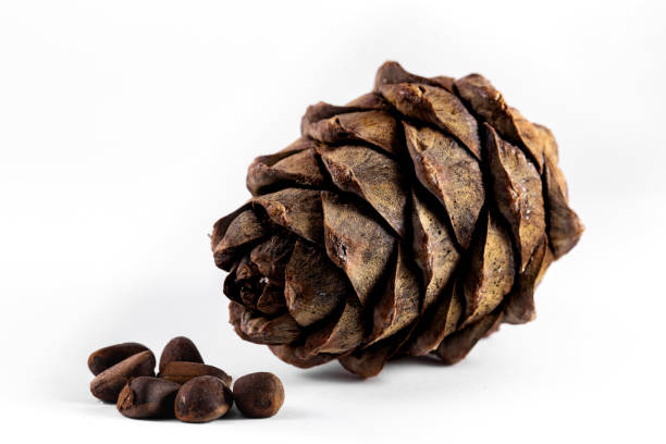 istock one cedar cone, pinus sibirica nuts on the white background 1219488302