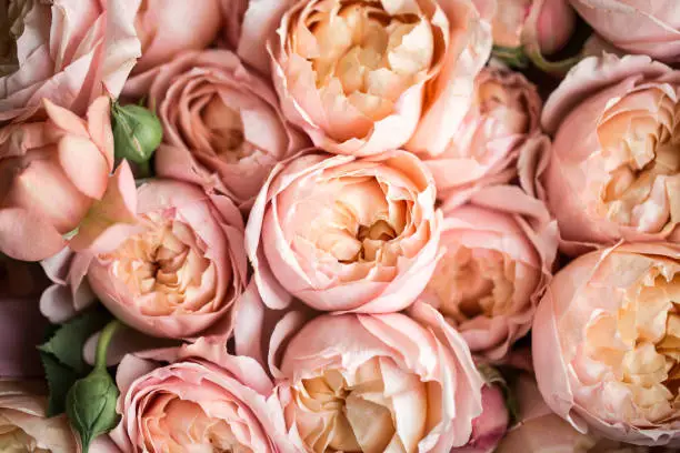 Photo of beautiful bouquet of fresh pink roses, background