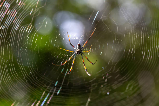 A native spider on its web in Madagascar The native spider on its web in Madagascar spider spider web large travel locations stock pictures, royalty-free photos & images