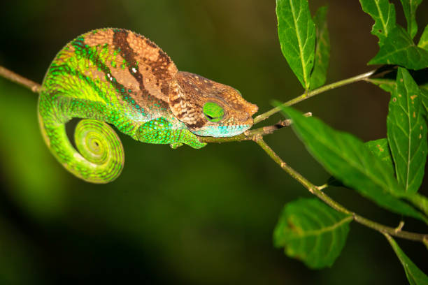 나무의 가지에 다채로운 카멜레온 - chameleon reptile madagascar animal 뉴스 사진 이미지