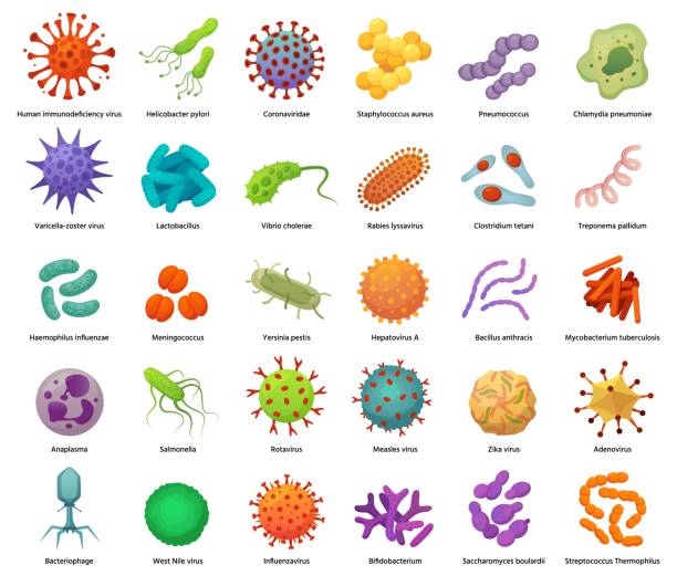 박테리아 및 바이러스 아이콘. 질병을 일으키는 박테리아, 바이러스 및 미생물. 컬러 세균, 박테리아 유형 벡터 일러스트 세트 - 세포 stock illustrations