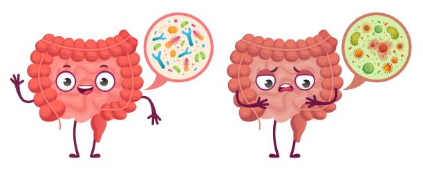 ilustraciones, imágenes clip art, dibujos animados e iconos de stock de microflora intestinal. cuidado del sistema digestivo, bacterias intestinales y probióticos ilustración vectorial de dibujos animados - gut bacteria