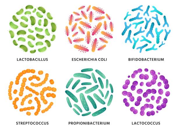 illustrations, cliparts, dessins animés et icônes de probiotiques. lactobacillus, bifidobacterium et lactococcus bactéries probiotiques en cercle. ensemble d’illustration vectorielle de bonnes bactéries - pathogen streptococcus life science