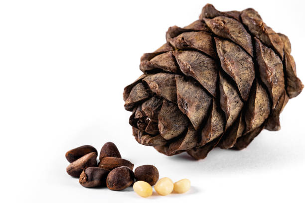 istock one cedar cone, pinus sibirica peeled nuts on the white background 1219489358