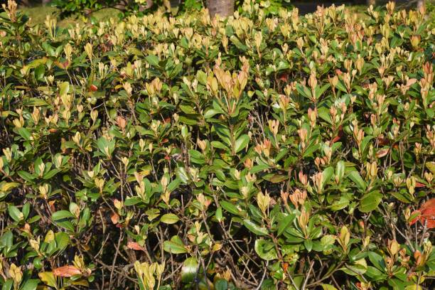 Rhaphiolepis umbellata sprouts Rhaphiolepis umbellata sprouts / Seaside plants of Rosaceae evergreen shrubs. indian hawthorn stock pictures, royalty-free photos & images