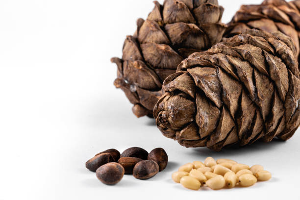 istock cedar cones and peeled cedar nuts on the white background 1219492017