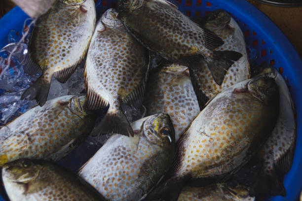 istock Freshly caught fish in the local market 1219493945