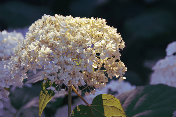 istock Fresh flowers of Spring 1219494074