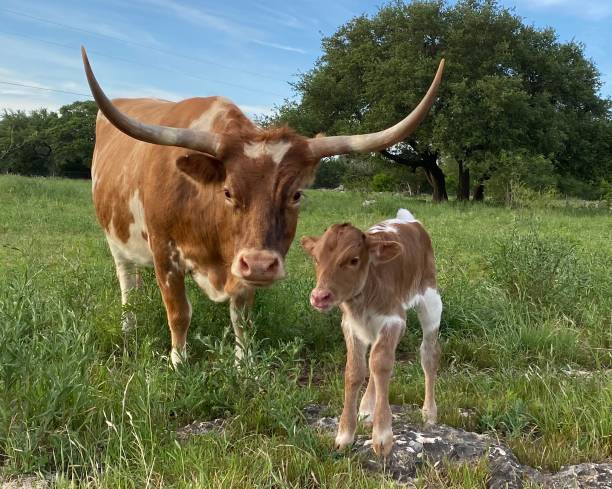 bebê longhorn - calf cow mother animal - fotografias e filmes do acervo