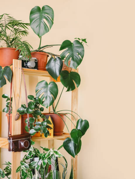 istock A house full of plants. 1219497072