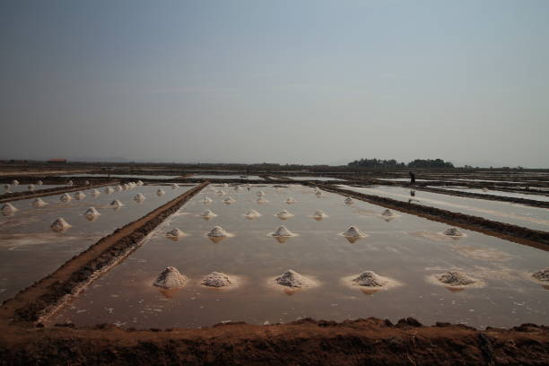 istock Salt Field ready for Harvest in Kampot 1219498003