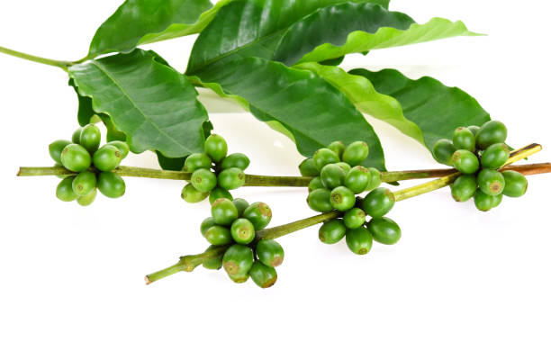 istock Fresh coffee beans isolated on white background 1219499877