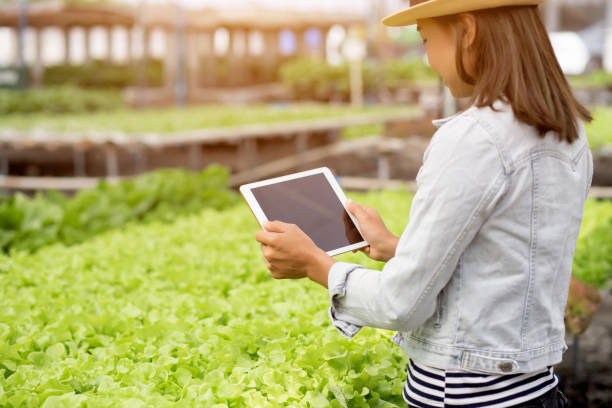 istock Non-toxic vegetable quality inspection technology 1219499995