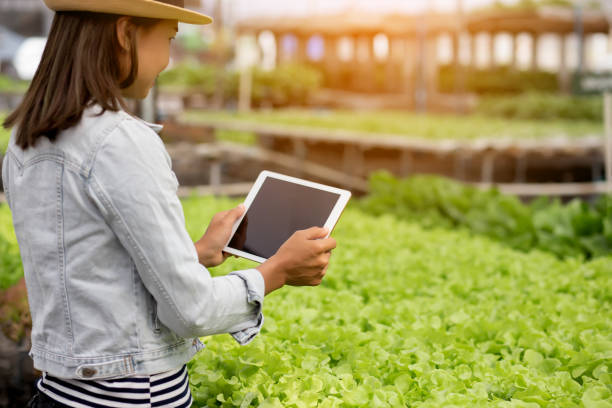 istock Non-toxic vegetable quality inspection technology 1219500001