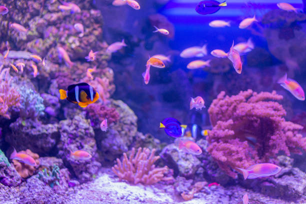 istock Several fishes swimming between sea grass and corals 1219501349