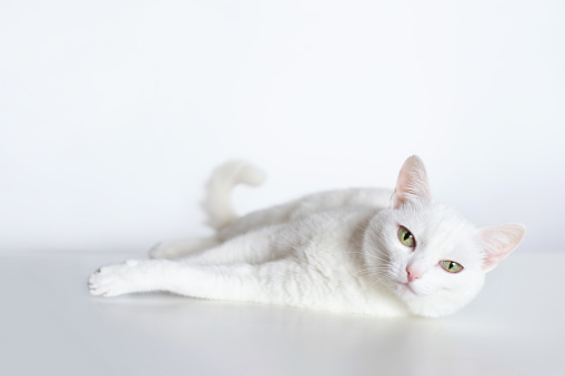 White Graceful cat with yellow eyes and with cute pink nose on white background. Adorable domestic Outbred Pet.