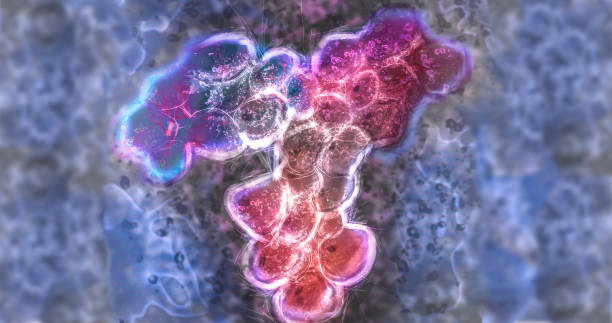 antibody SARS COV-2 immune response, immunotherapy concept with immunoglobulins, antiviral response antibody covid-19