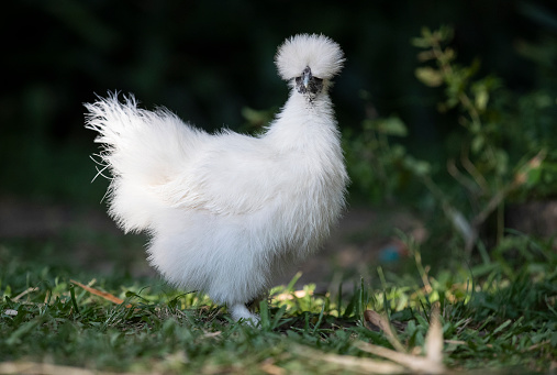 A Domestic white Silky Chicken walking free range in a suburban backyard