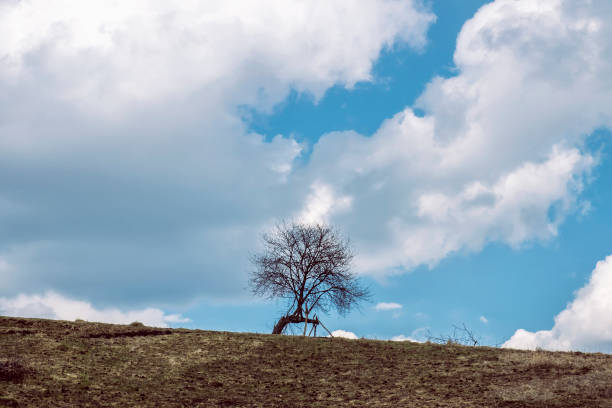 istock Crooked tree and clouded sky, Stiavnica Mountains, Slovakia 1219504405