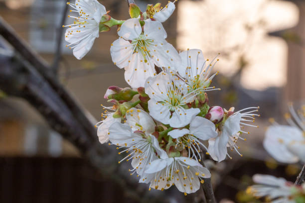 istock Blooming white cherry close up flower 1219507078