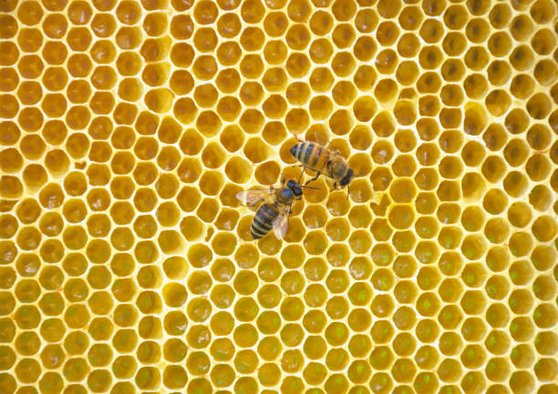 Close up of bees on honeycomb in beehive, selective focus