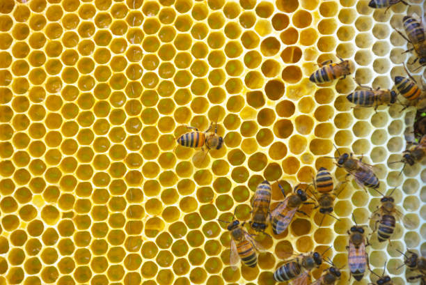 istock Close up of bees on honeycomb in beehive, selective focus 1219508936