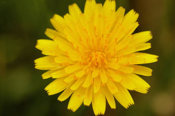 A single dandelion on a white background