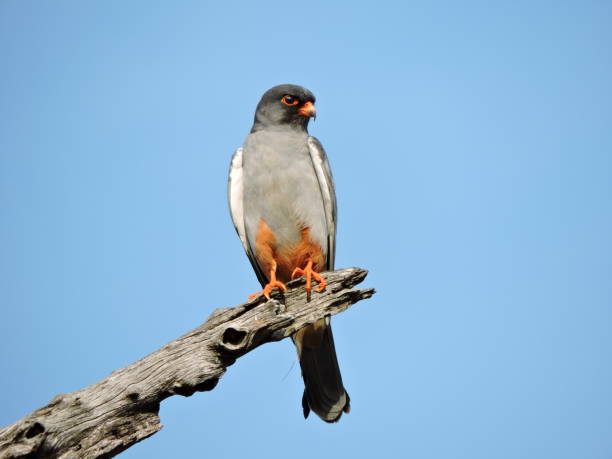 istock Amur Falcon on a branch 1219510583