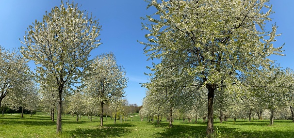 Blossom view in cherry orchard with dandelion in forground