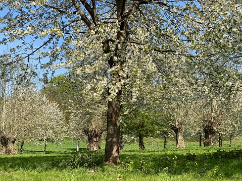 Blossom view in cherry orchard with dandelion in forground