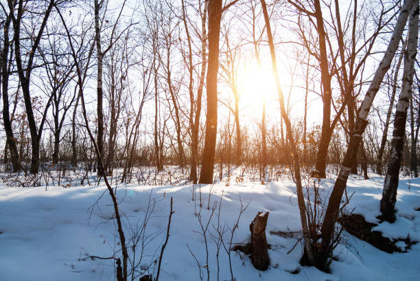 The forest covering with snow.