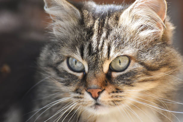 istock Portrait of  Norwegian Cat 1219511966