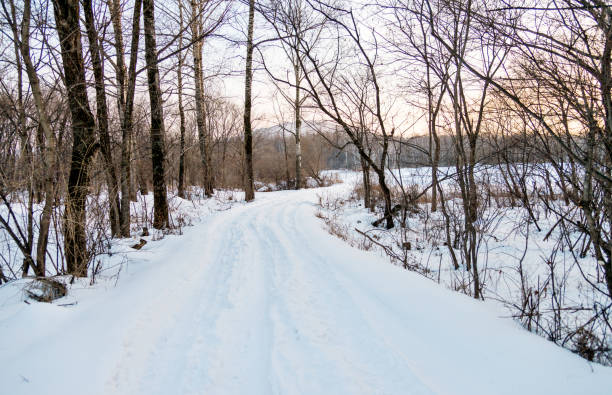 Road through the forest in winter.