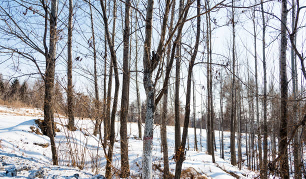 istock The forest covering with snow 1219512740