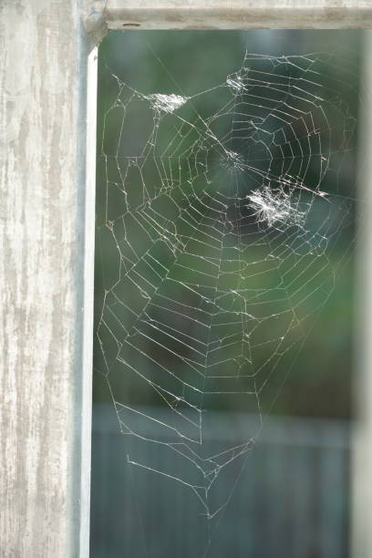 istock Spider web or cobweb in detail or close up, with an irregular shape and an irregular structure, without spider and without insects trapped in it. Blurred green on the background 1219512859