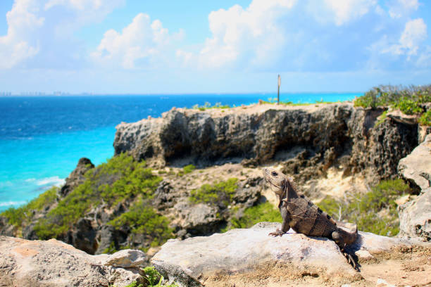 istock The iguana island in cancun(Mexico) 1219514122