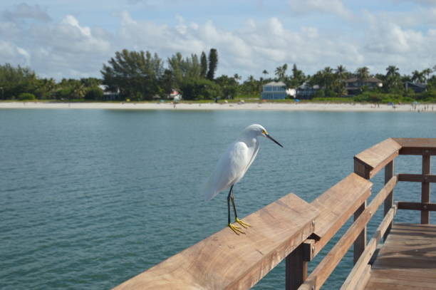 Egret in Naples/Florida Egret in Naples/Florida naples beach stock pictures, royalty-free photos & images